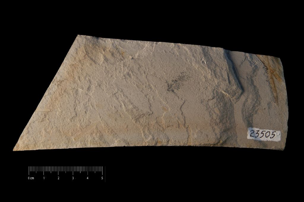 Fossile (invertebrato, associazione fossile)