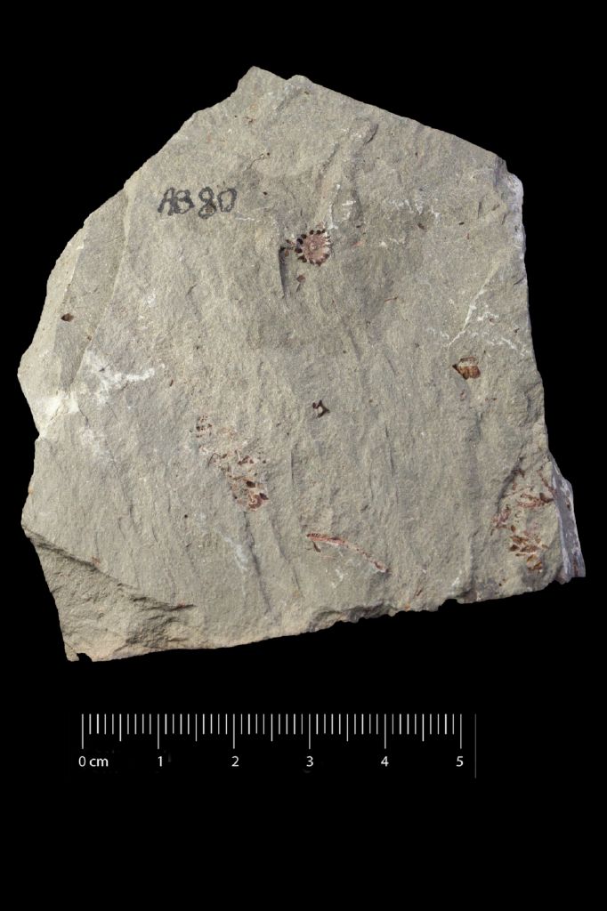 Fossile (invertebrato, esemplare)