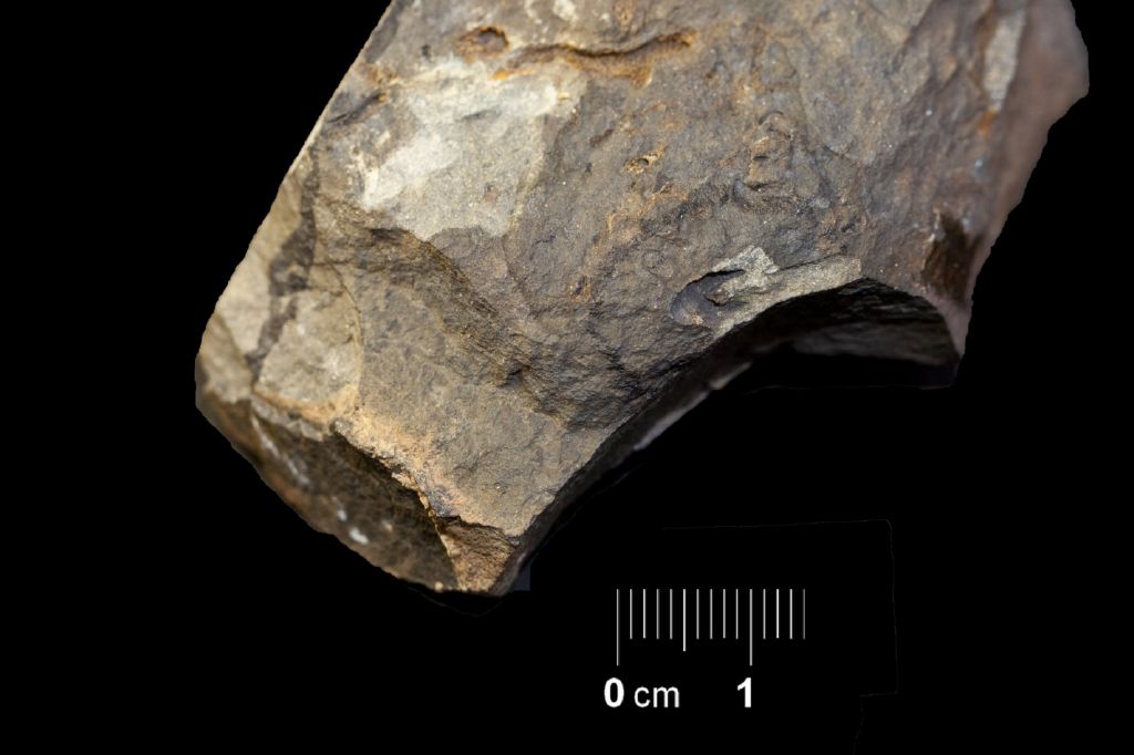 Fossile (invertebrato, esemplare)