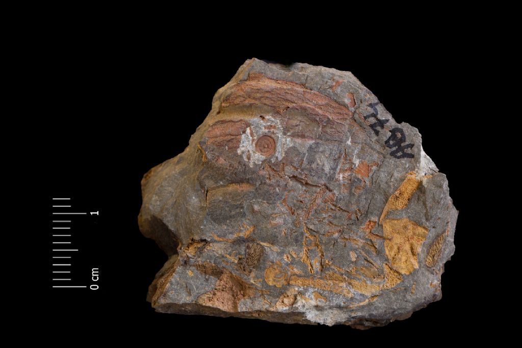 Fossile (invertebrato, esemplare)