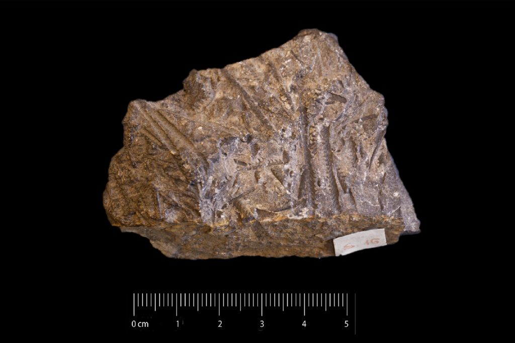 Fossile (invertebrato, associazione fossile)