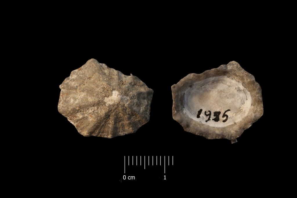 Fossile (invertebrato, esemplare)