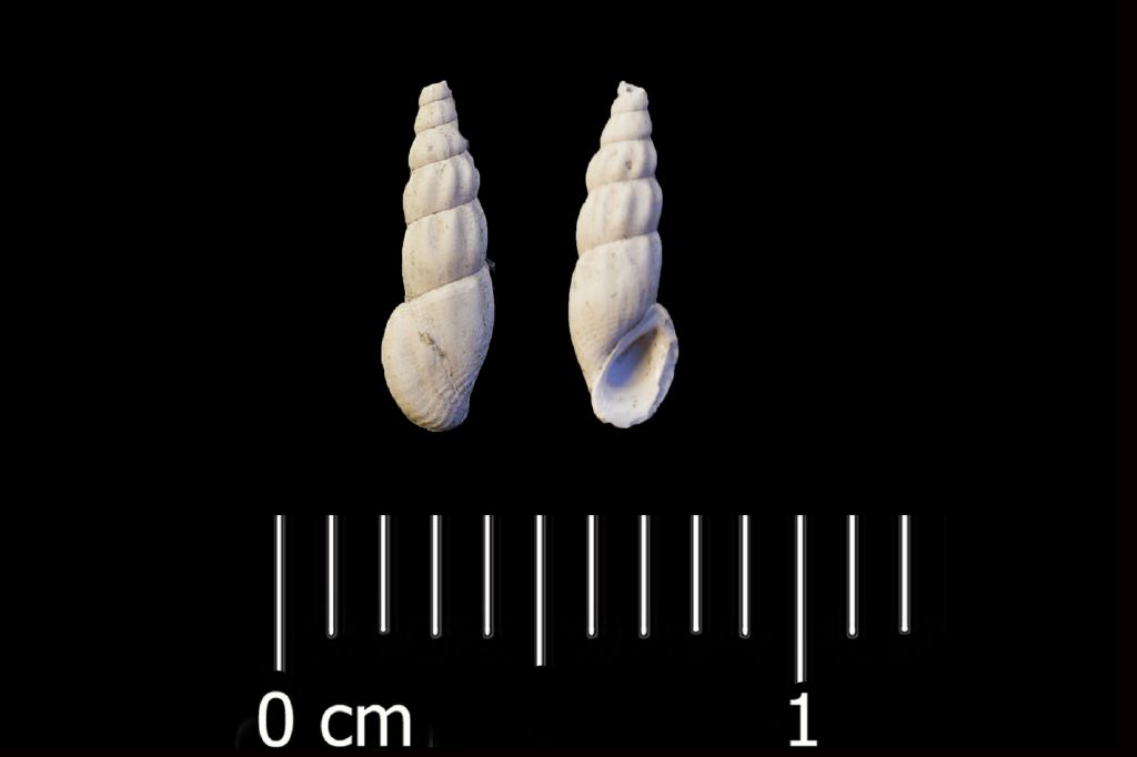 Fossile (invertebrato, esemplare)
