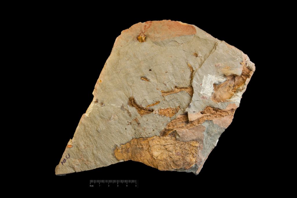 Fossile (invertebrato, associazione fossile)