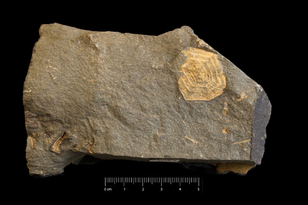 Fossile (invertebrato, esemplare)
