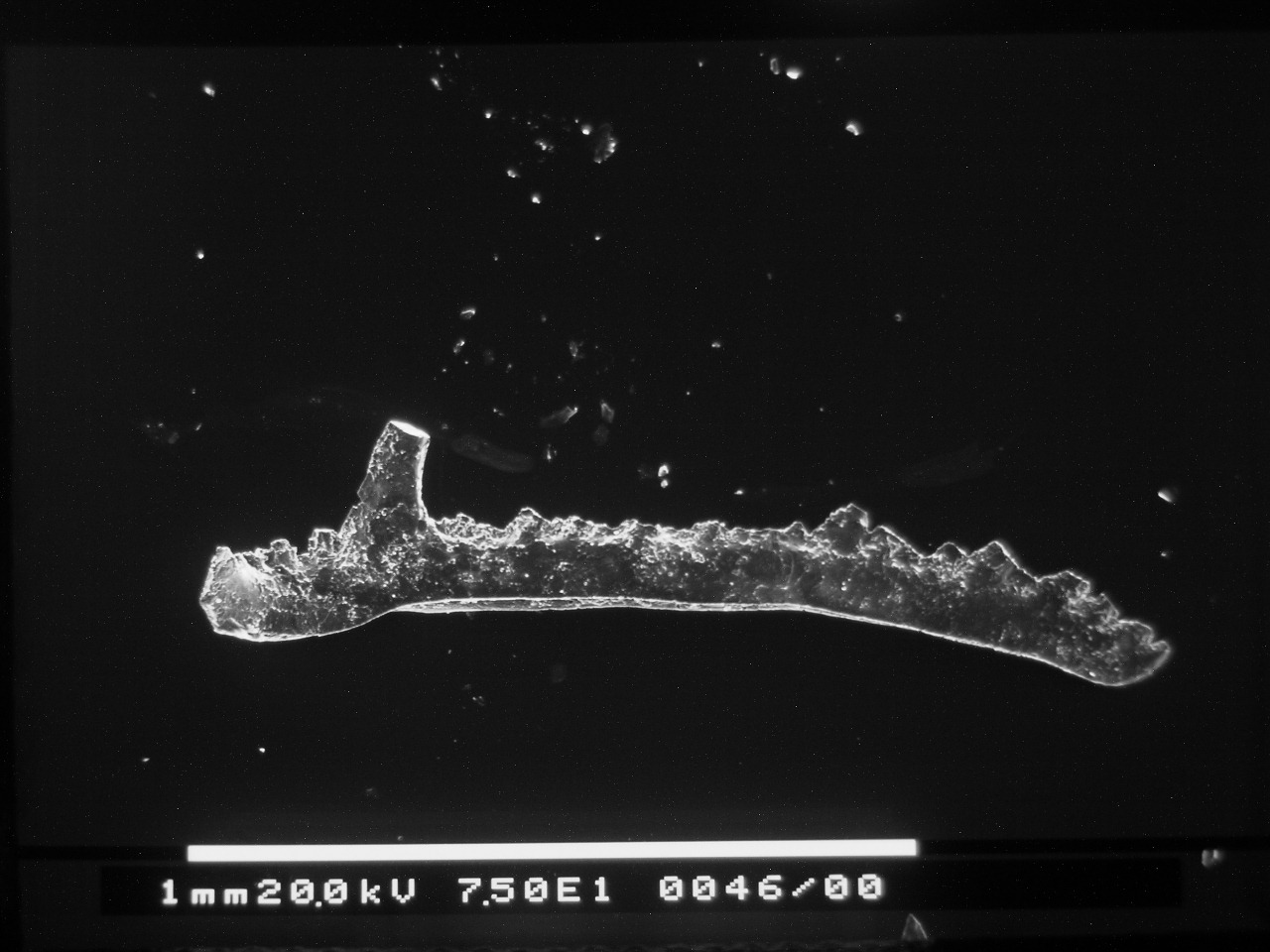Preparato per microscopio (fossile, esemplare)