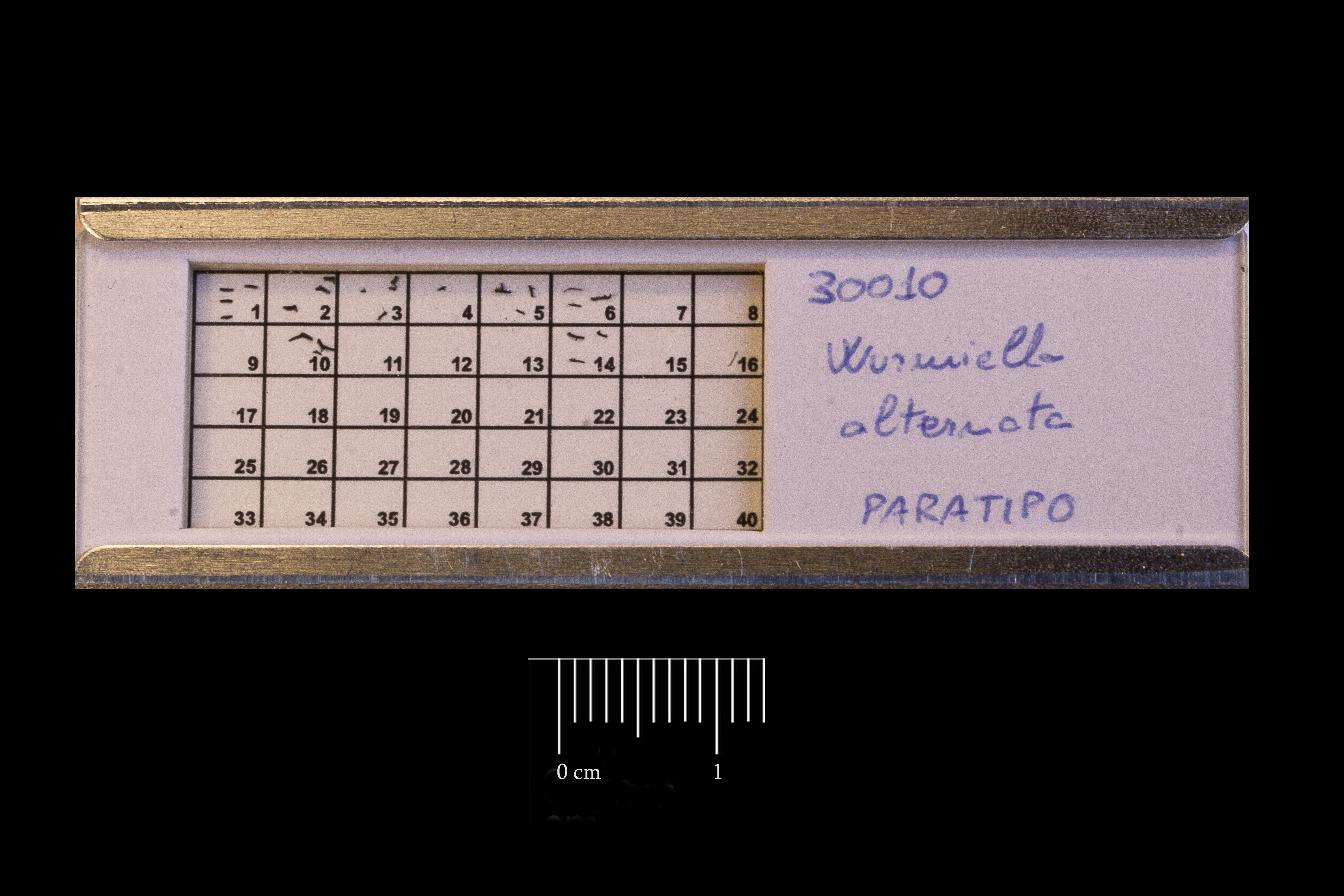Preparato per microscopio (fossile, associazione fossile)