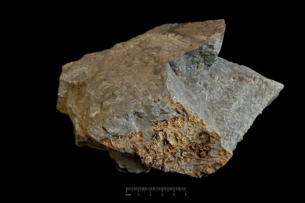 Fossile (invertebrato, associazione fossile)