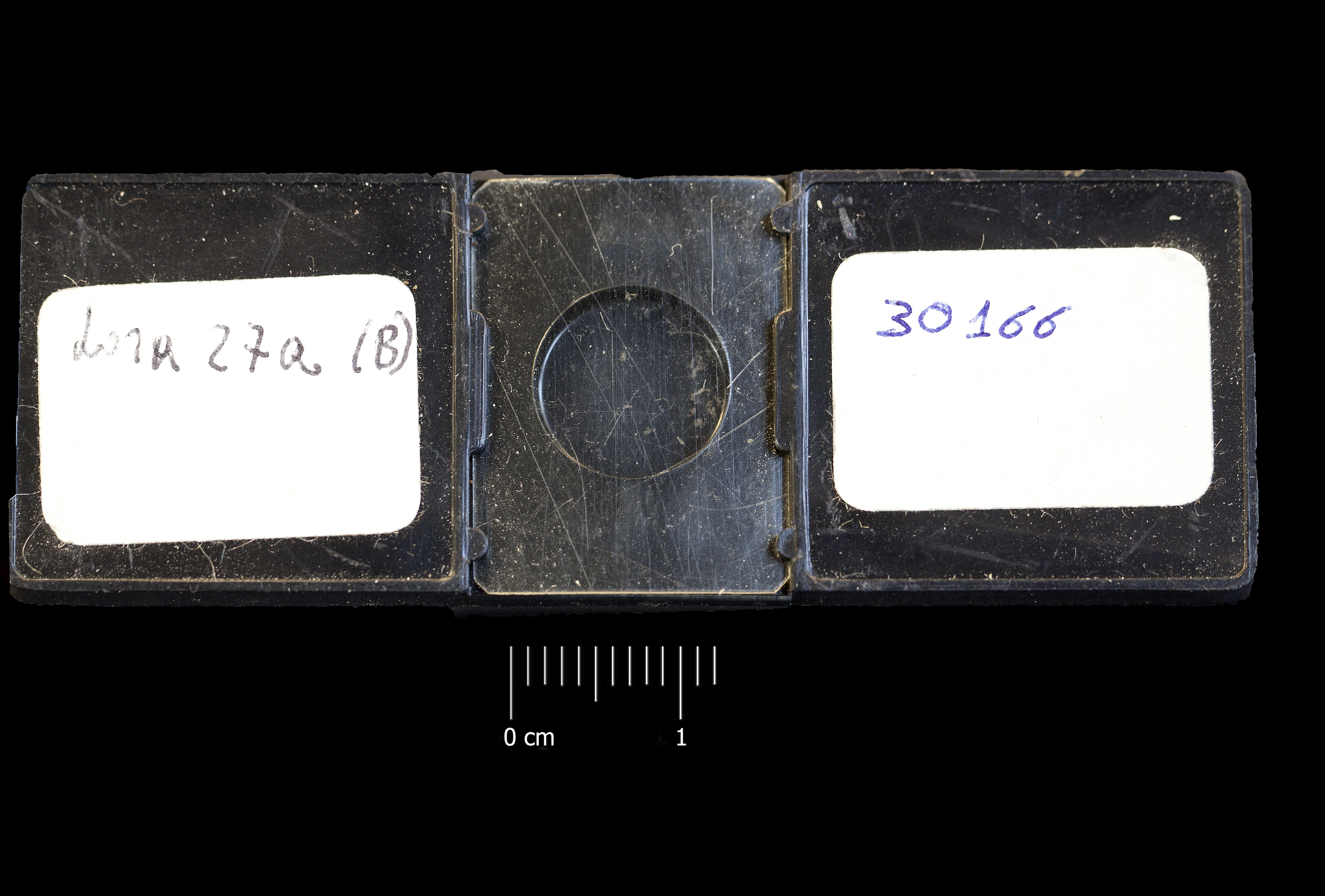 Preparato per microscopio (fossile, associazione fossile)