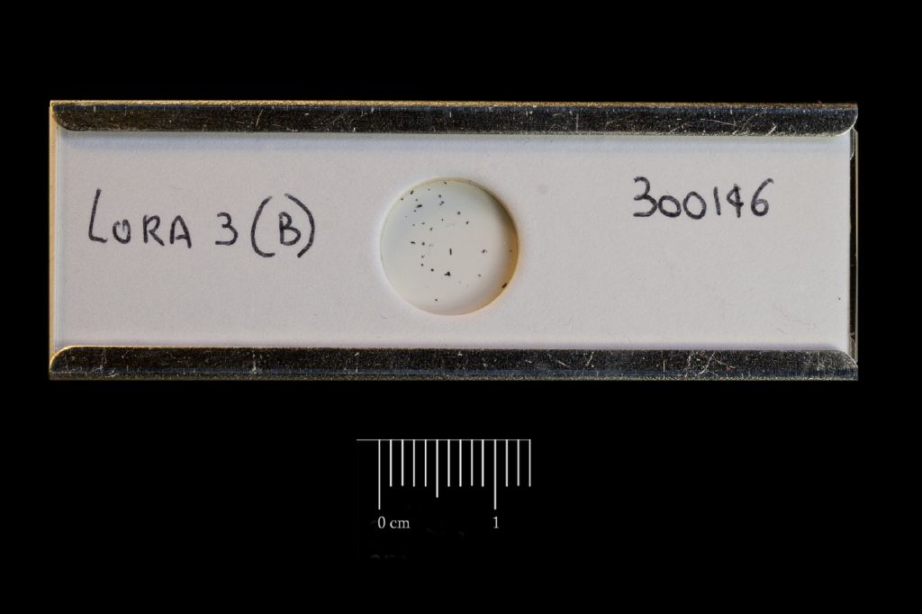 Preparato per microscopio (fossile, associazione fossile)