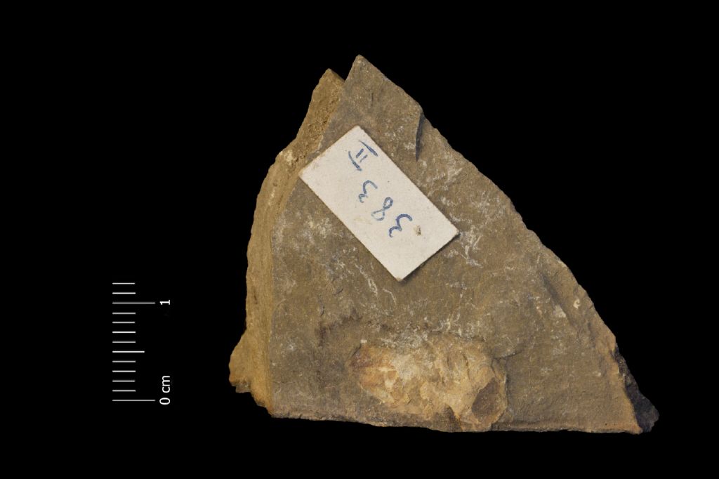 Fossile (invertebrato, esemplare)