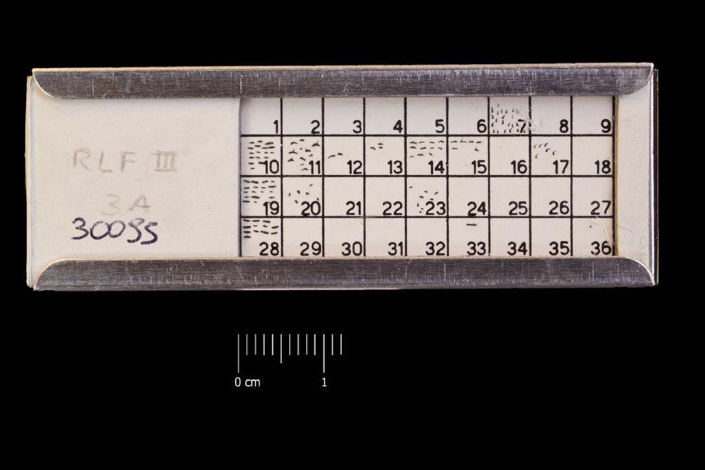 Preparato per microscopio (fossile, associazione fossile)
