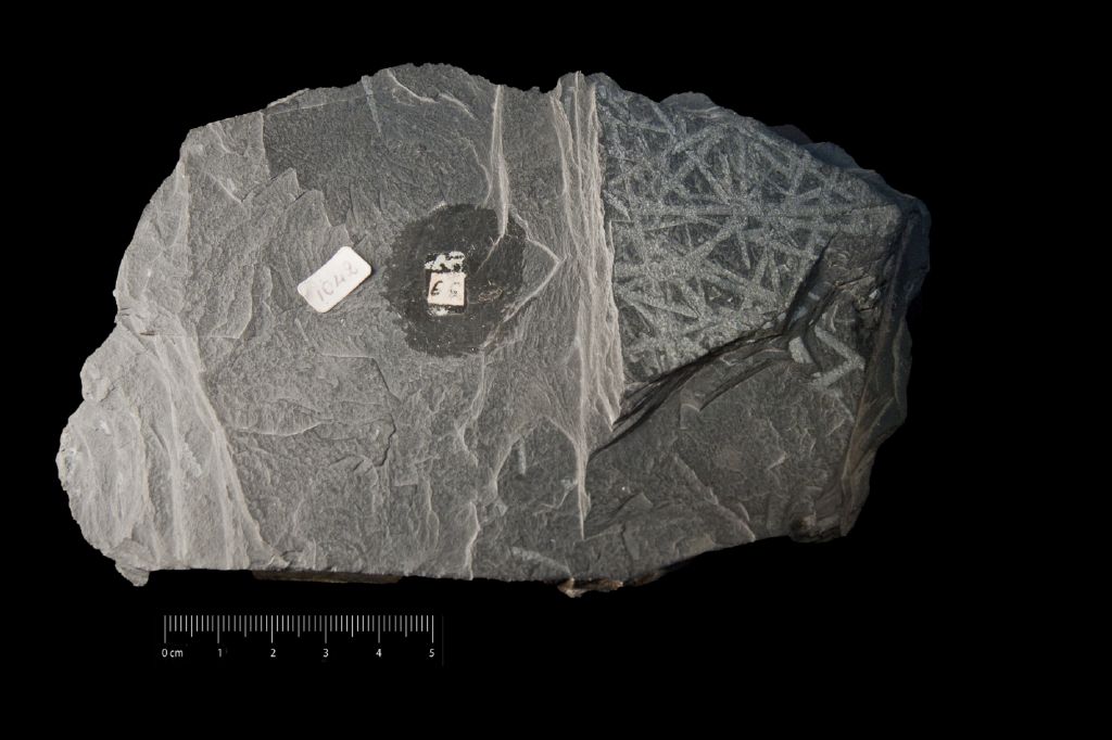 Fossile (invertebrato, associazione fossile)