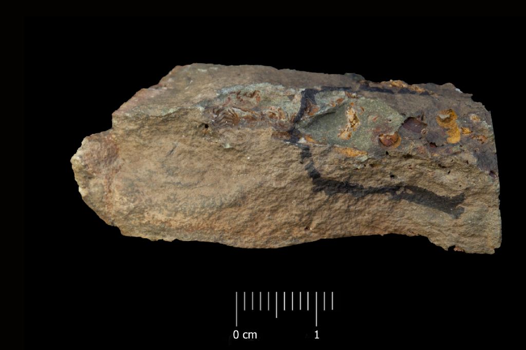 Fossile (invertebrato, esemplare)