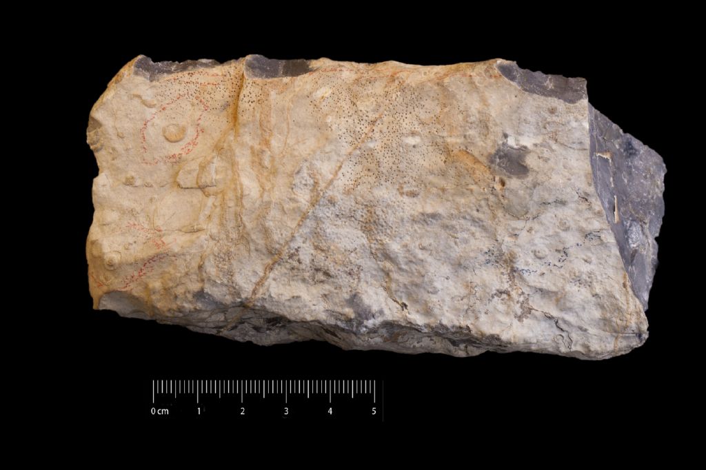 Fossile (invertebrato, associazione fossile)