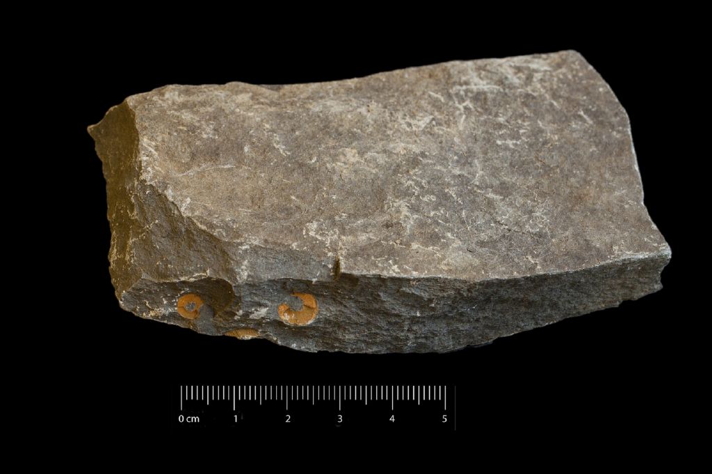 Fossile (invertebrato, crinoide, collezione)
