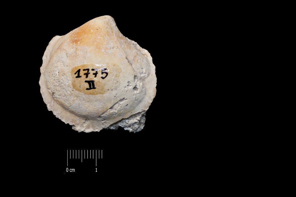 Fossile (invertebrato, esemplare)