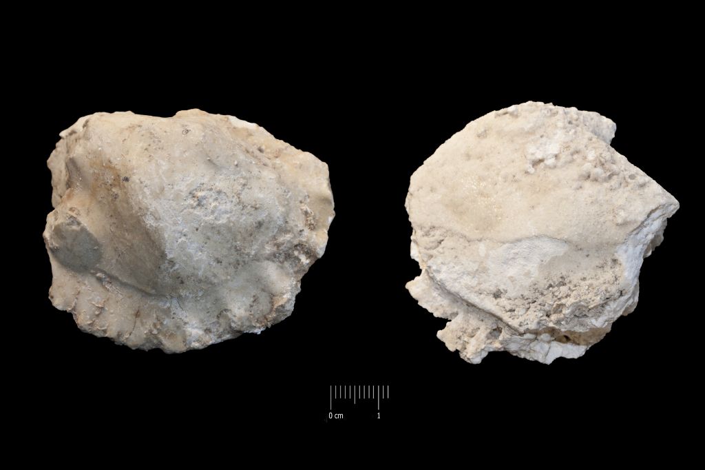 Fossile (invertebrato, serie)