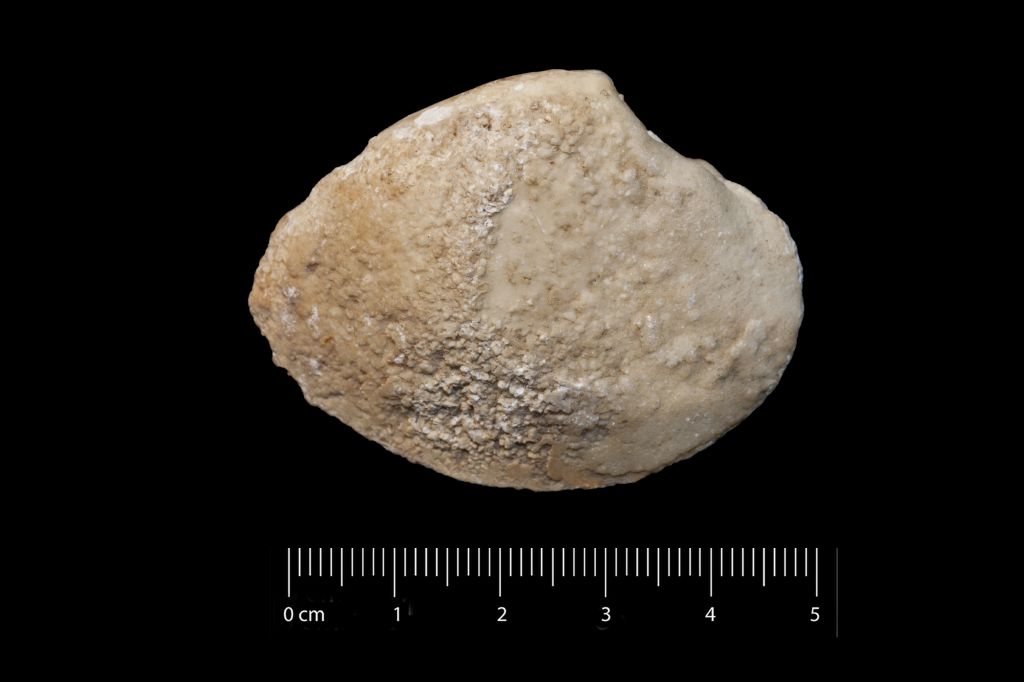 Fossile (invertebrato, esemplare)