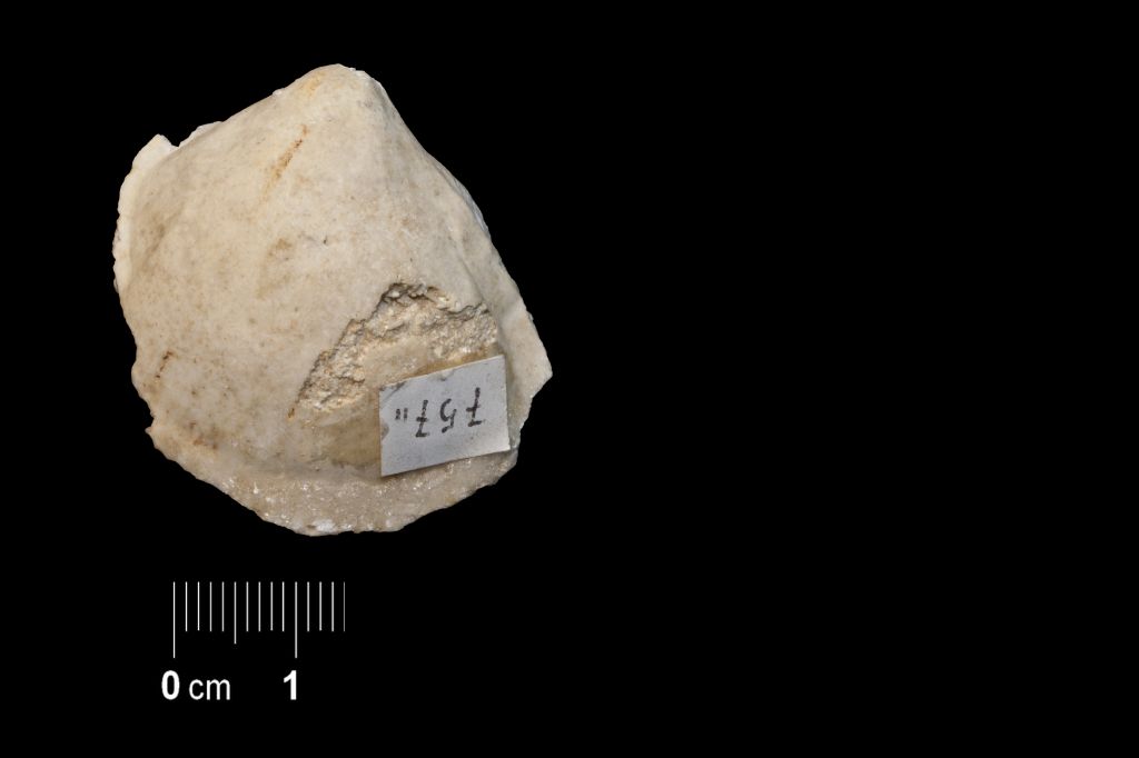 Fossile (invertebrato, esemplare)