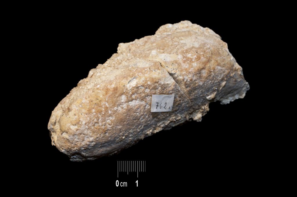 Fossile (invertebrato, esemplare)