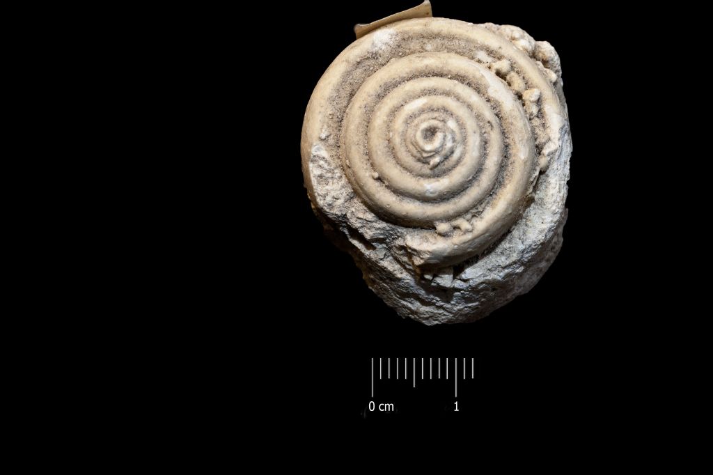 Fossile (invertebrato, esemplare)
