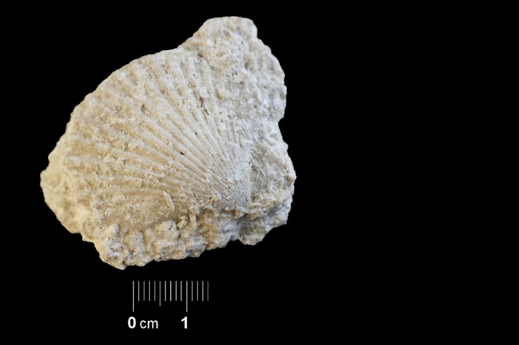 Fossile (invertebrato, esemplare)
