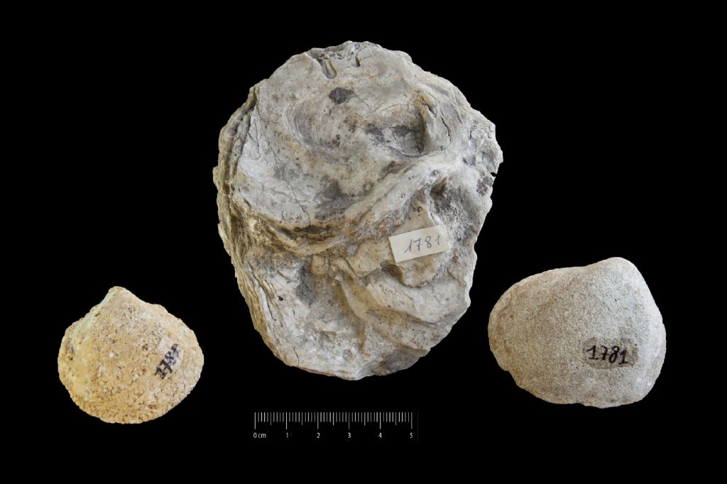 Fossile (invertebrato, insieme)