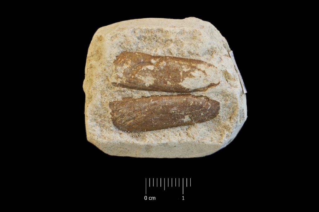 Fossile (invertebrato, esemplare)