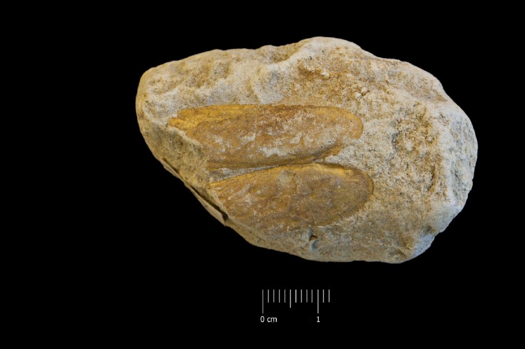 Fossile (invertebrato, esemplare)