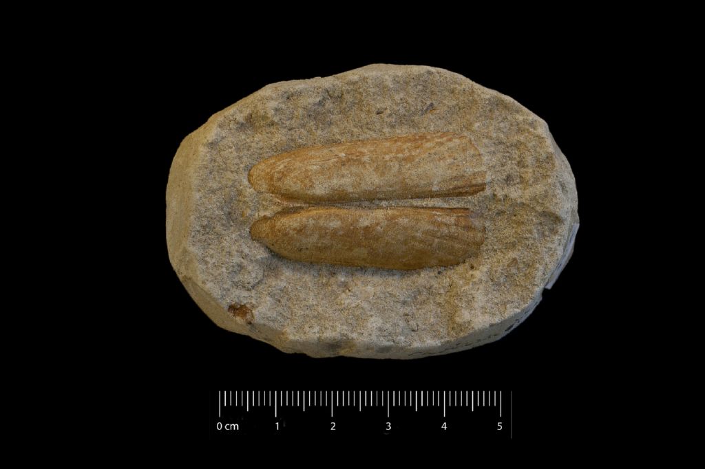 Fossile (invertebrato, esemplare)