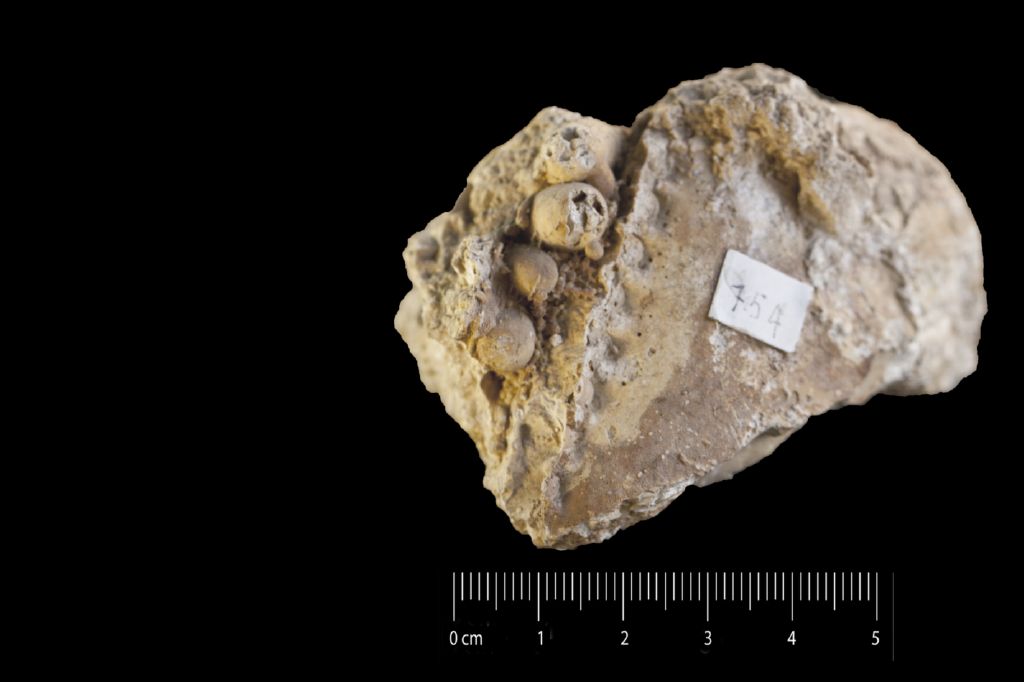 Fossile (invertebrato, associazione fossile)