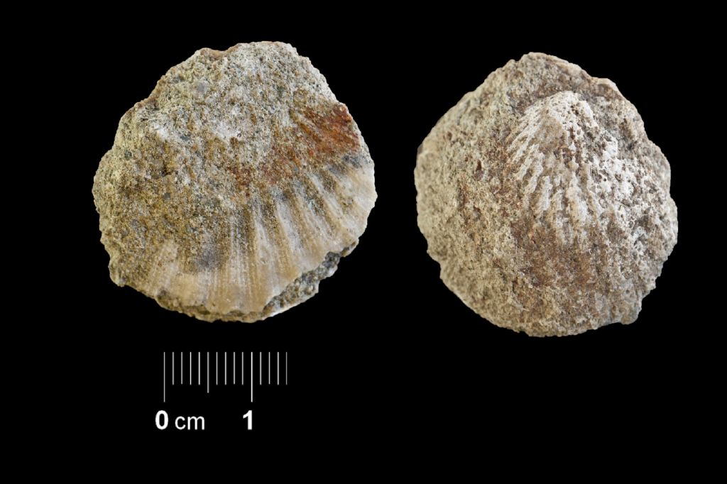 Fossile (invertebrato, esemplare)