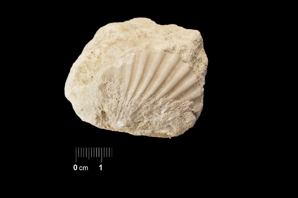 Fossile (invertebrato, esemplare)