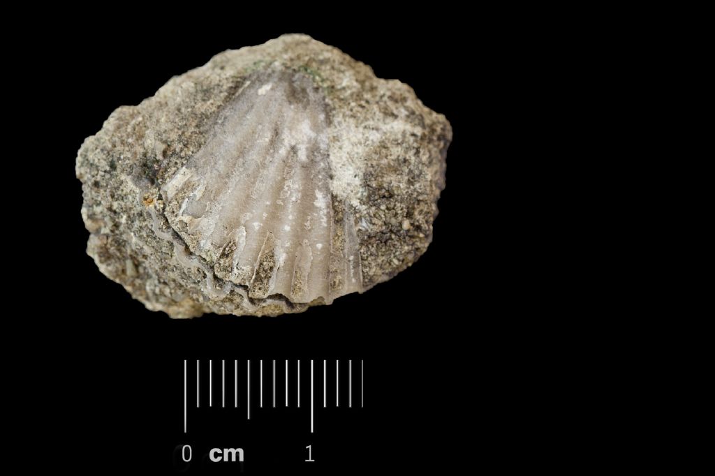 Fossile (invertebrato, esemplare)