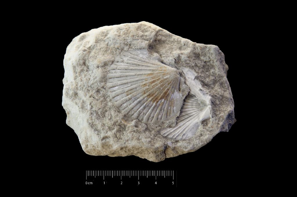 Fossile (invertebrato, esemplare)