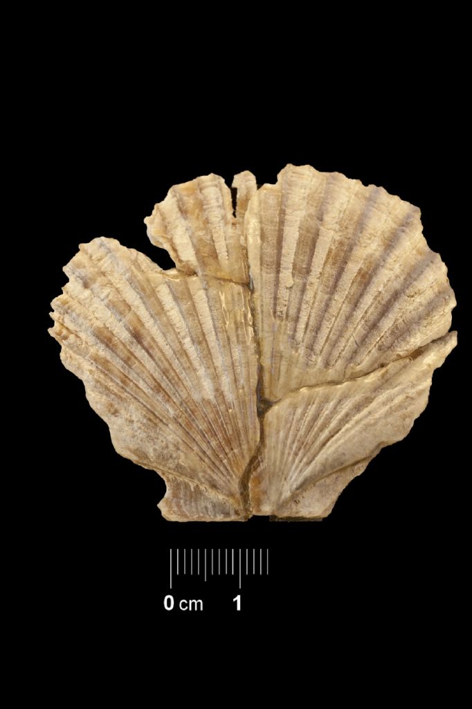 Fossile (invertebrato, esemplare)