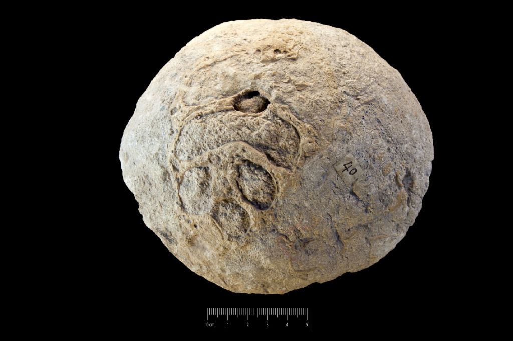 Fossile (invertebrato, esemplare)