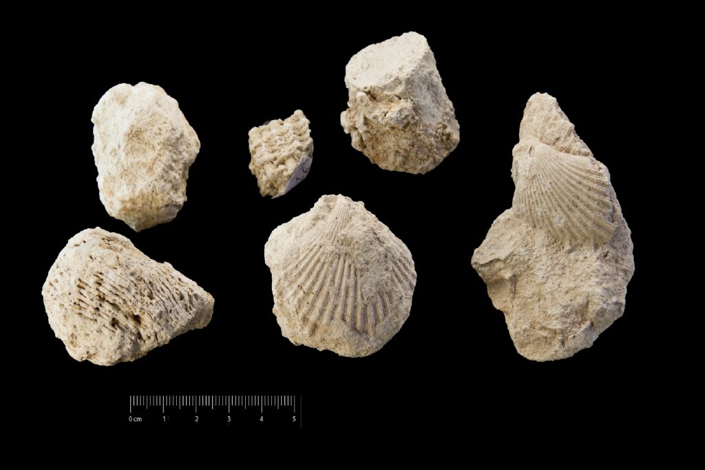 Fossile (invertebrato, insieme)