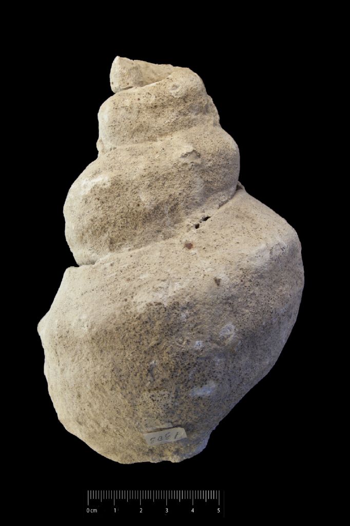 Fossile (invertebrato, esemplare)
