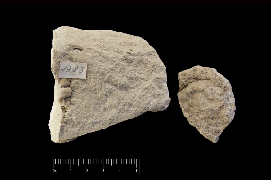 Fossile (invertebrato, esemplare)
