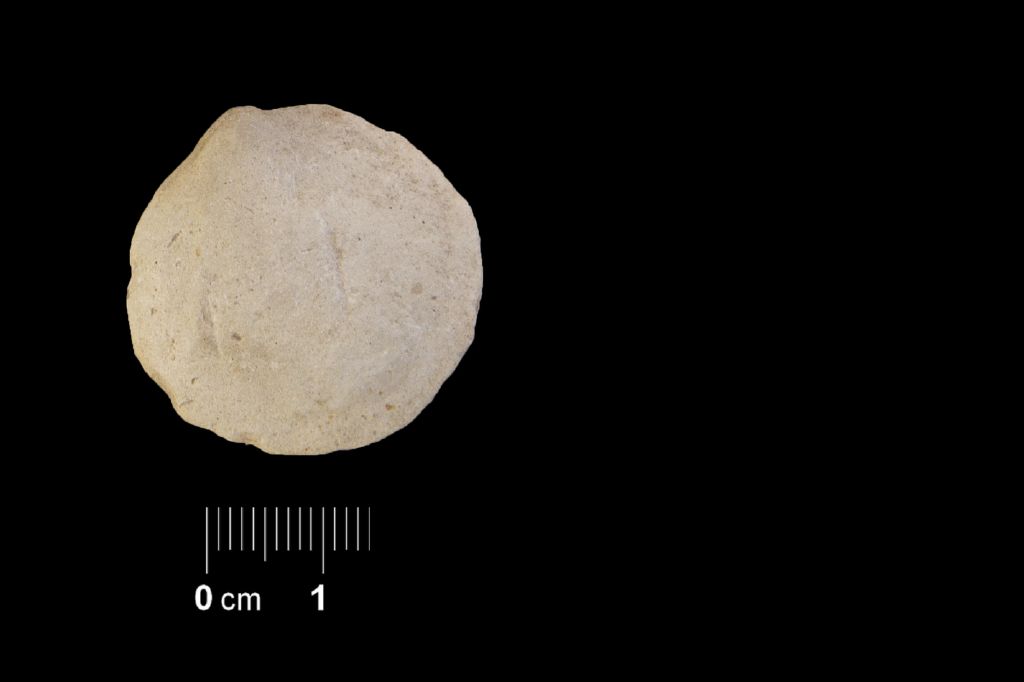 Fossile (invertebrato, esemplare)