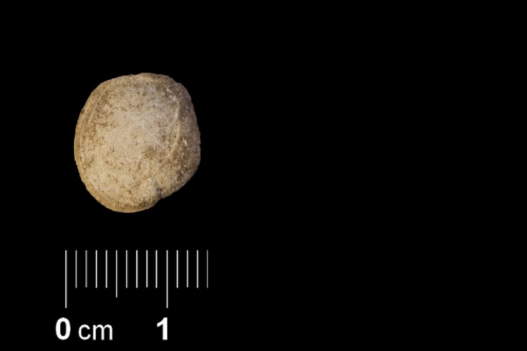 Fossile (invertebrato, esemplare)