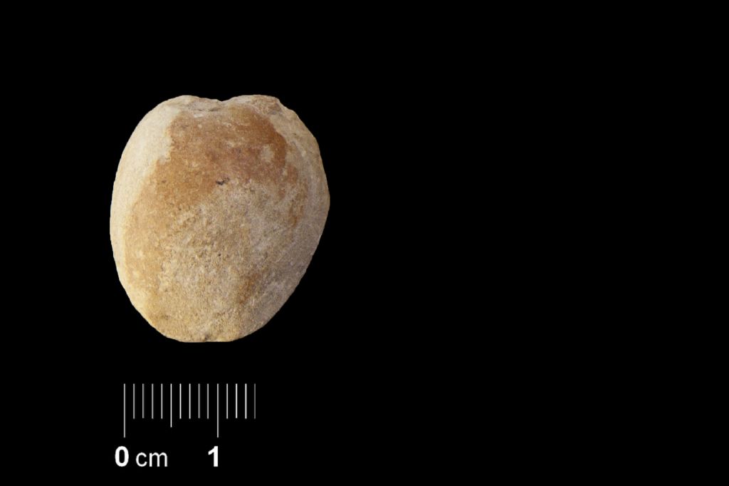 Fossile (invertebrato, esemplare)