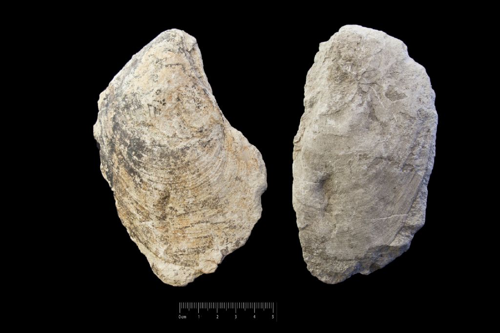 Fossile (invertebrato, serie)