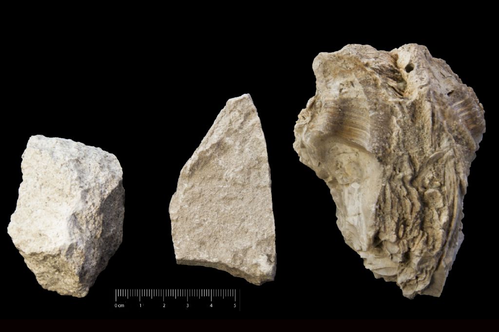 Fossile (invertebrato, esemplare)