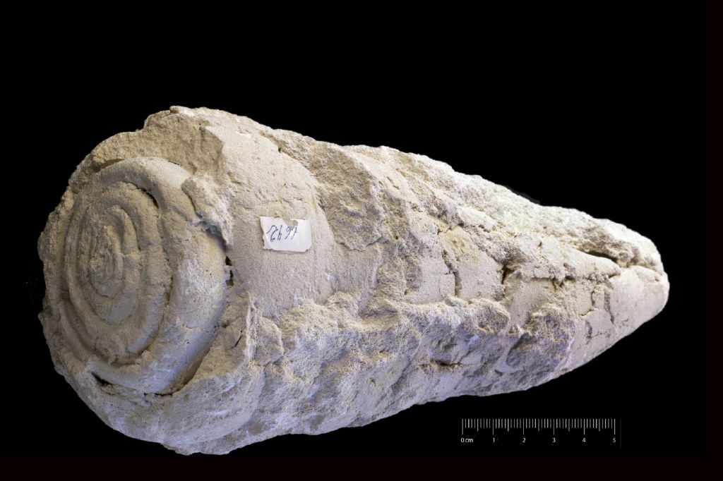 Fossile (invertebrato, esemplare)