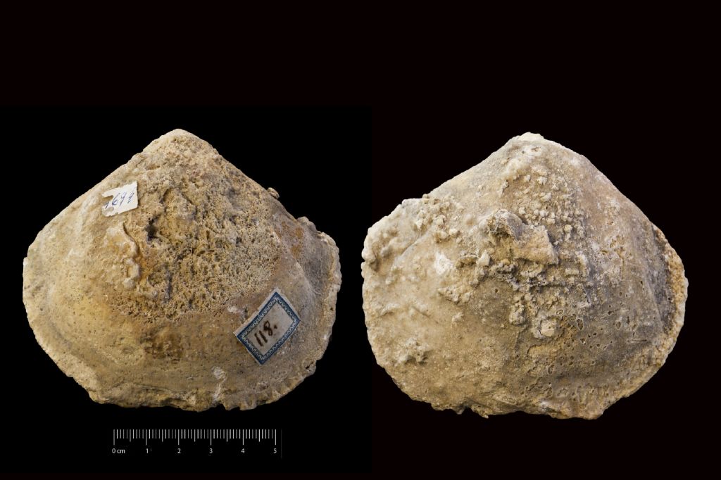Fossile (invertebrato, esemplare)