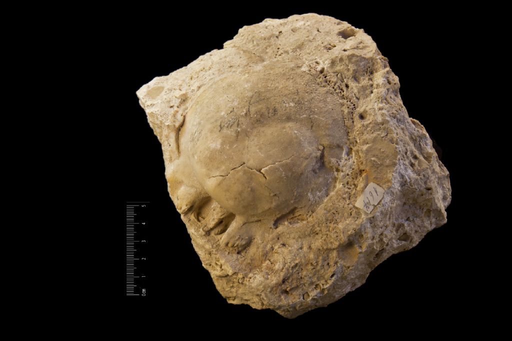 Fossile (invertebrato, esemplare)