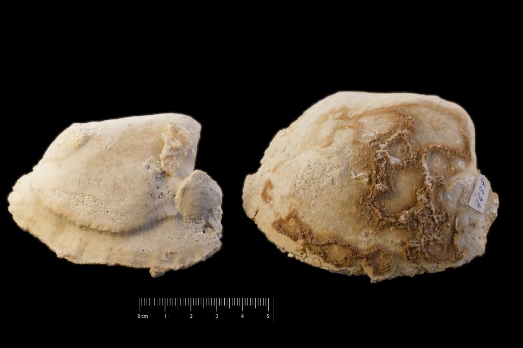 Fossile (invertebrato, insieme)